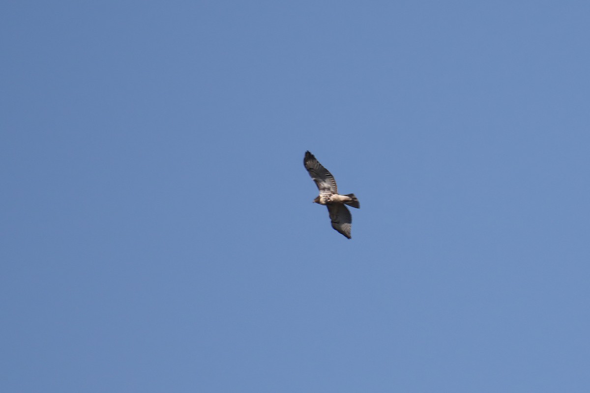 Red-tailed Hawk - David Lang