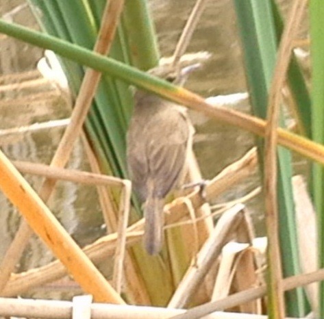 Australian Reed Warbler - ML611109339