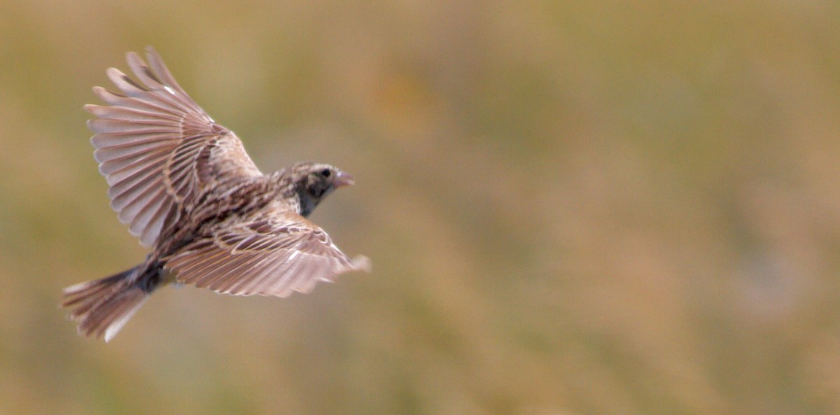 Baird's Sparrow - ML611109352