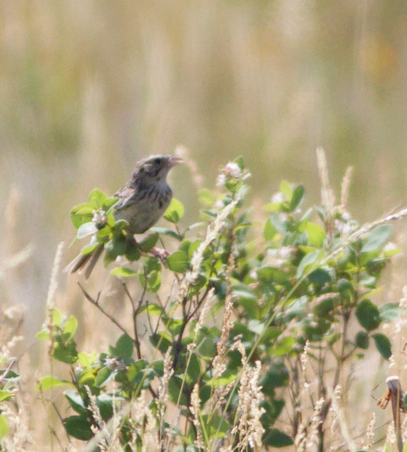 Baird's Sparrow - ML611109353