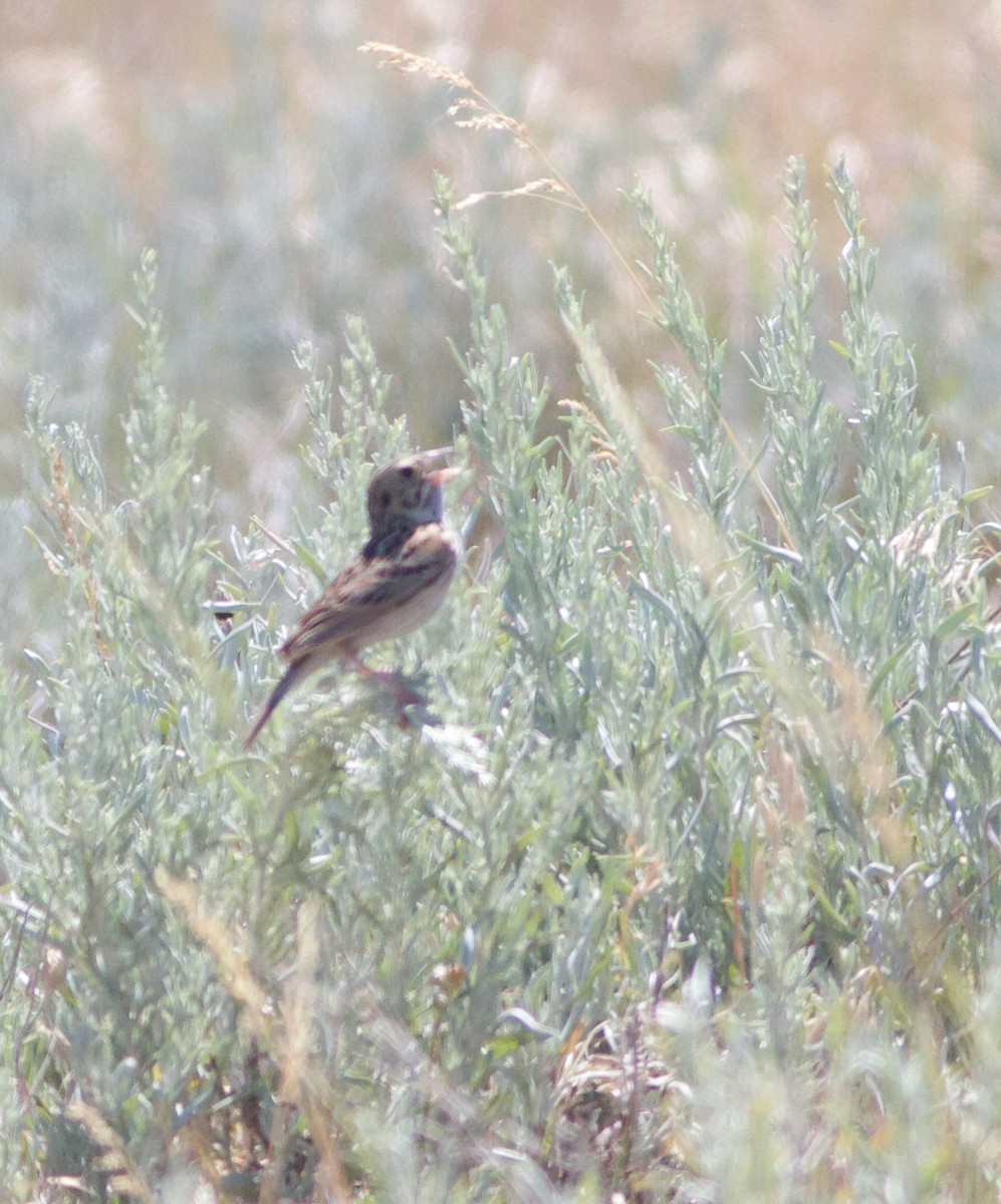 Baird's Sparrow - ML611109355
