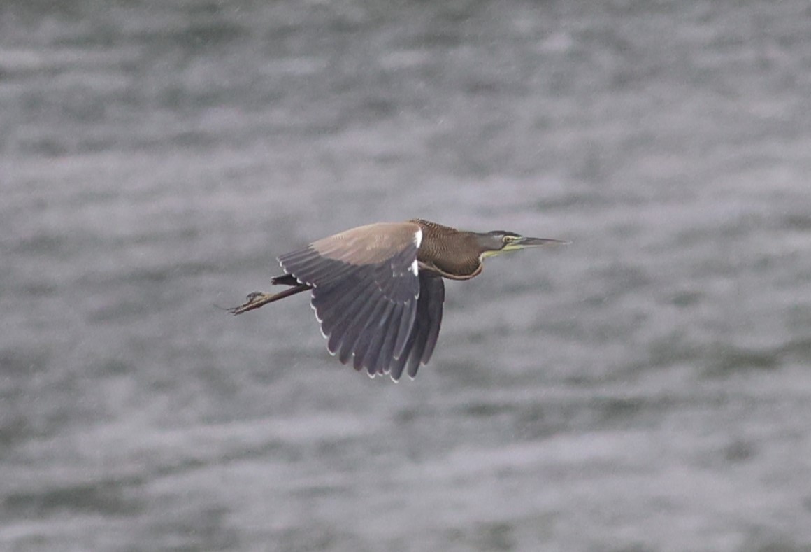 Bare-throated Tiger-Heron - Jamie Harmon