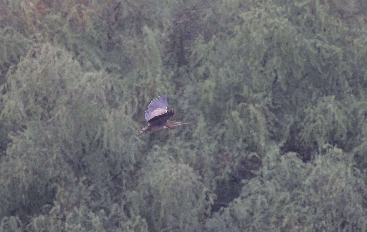 Bare-throated Tiger-Heron - ML611109452