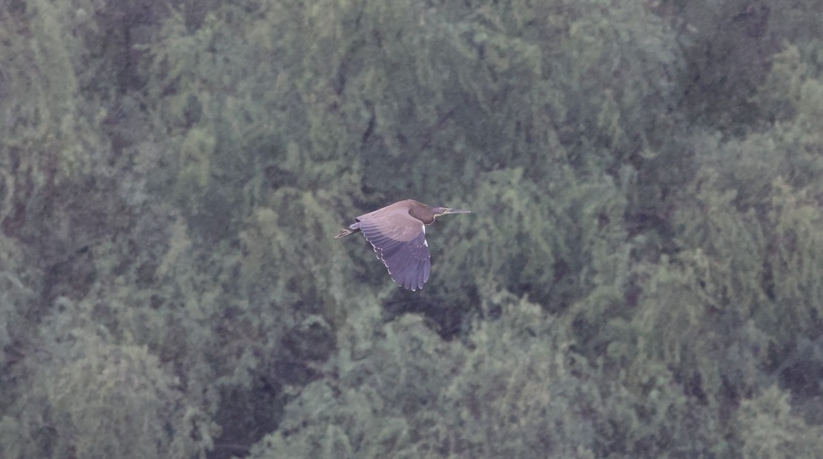 Bare-throated Tiger-Heron - ML611109453
