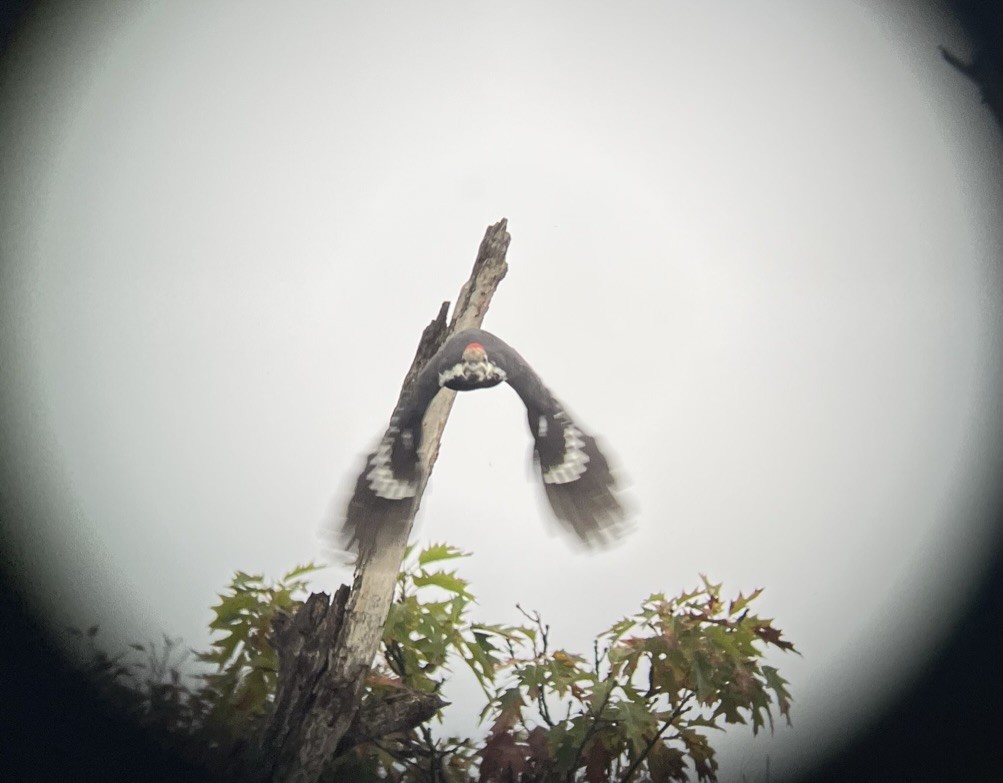 Pileated Woodpecker - Brian Danforth