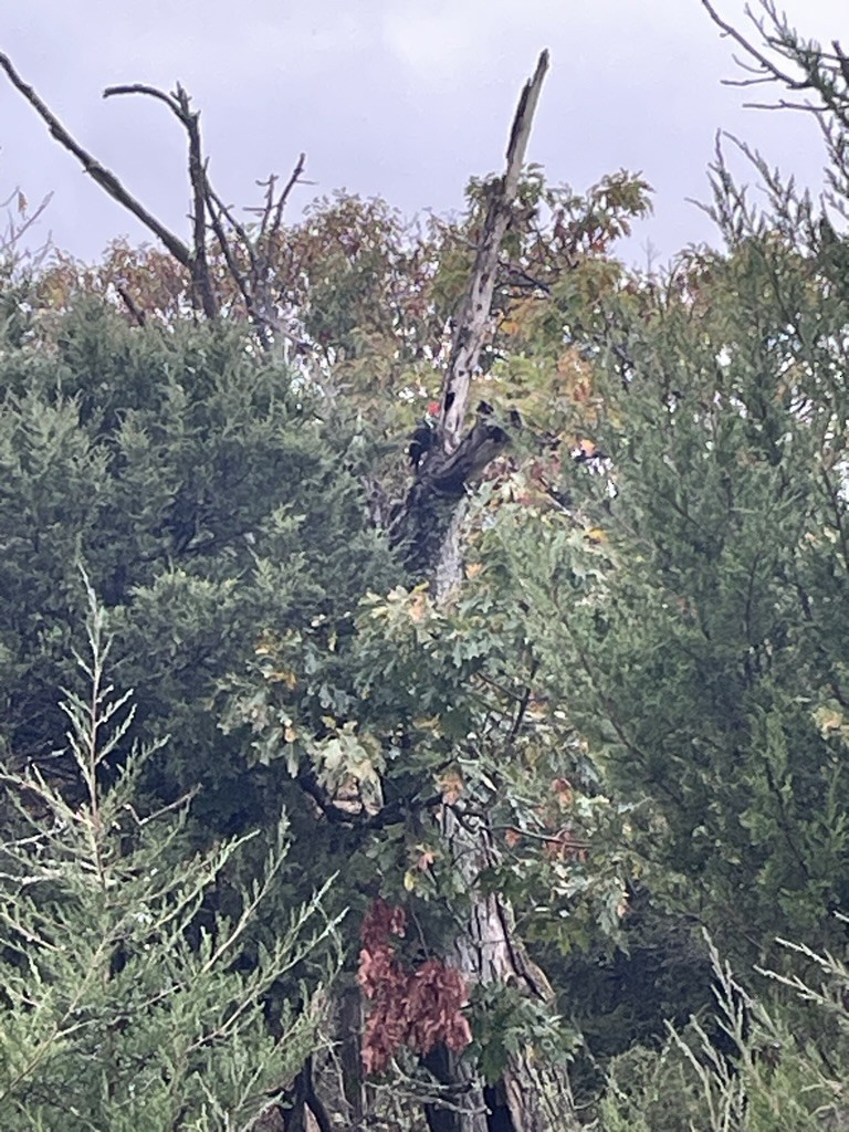 Pileated Woodpecker - ML611109535