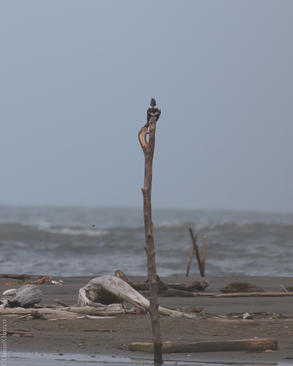 Belted Kingfisher - ML611109562