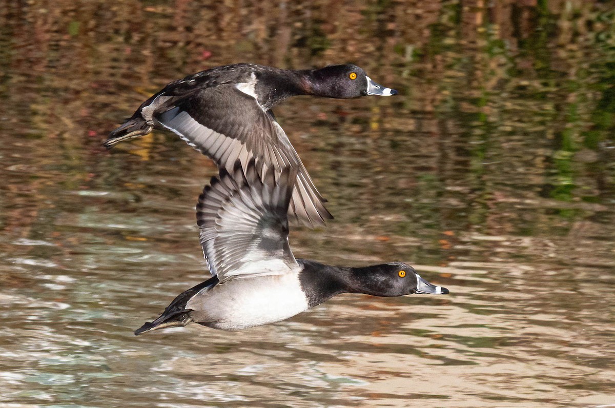 Ring-necked Duck - ML611109631