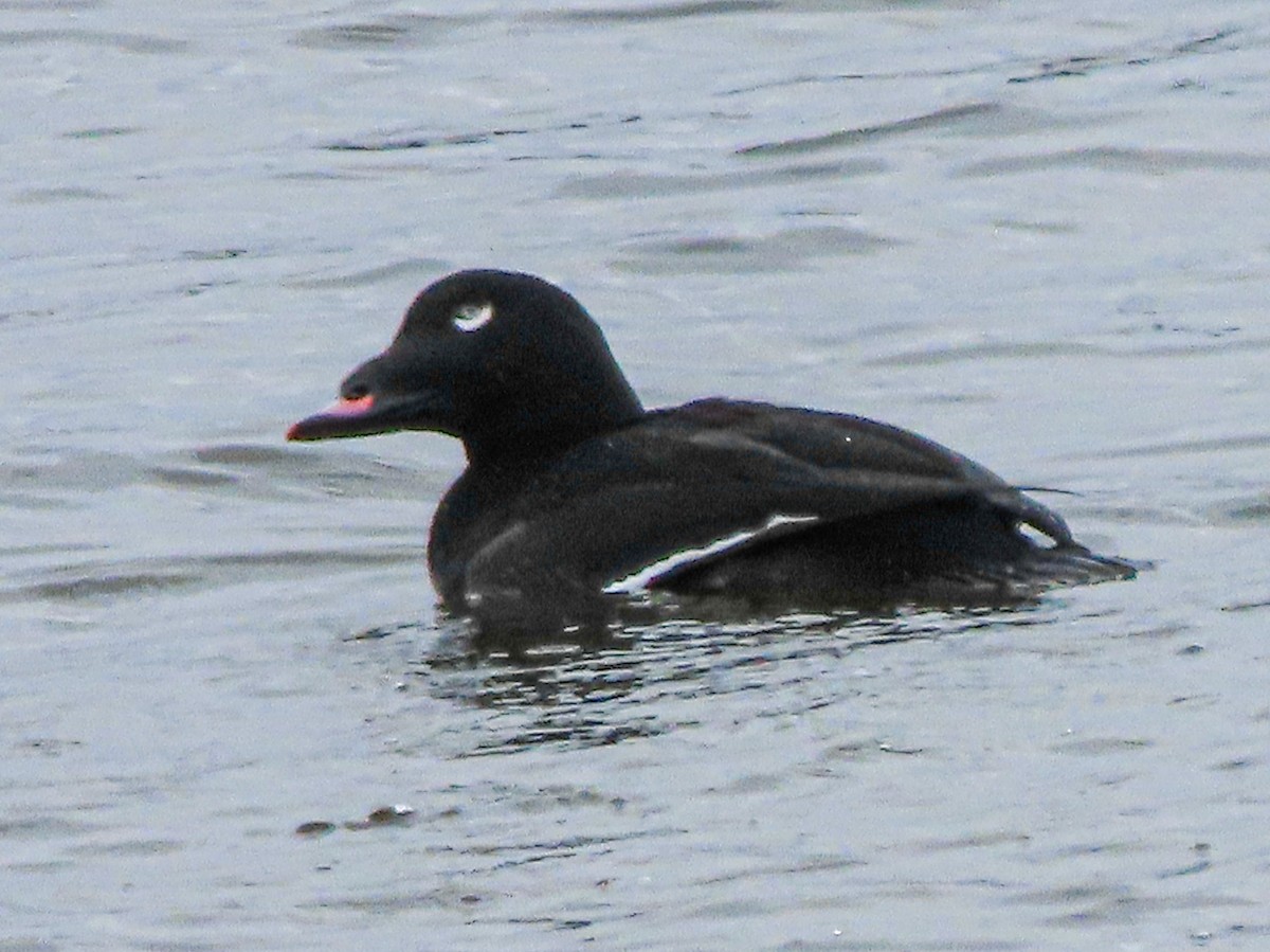 White-winged Scoter - ML611109760