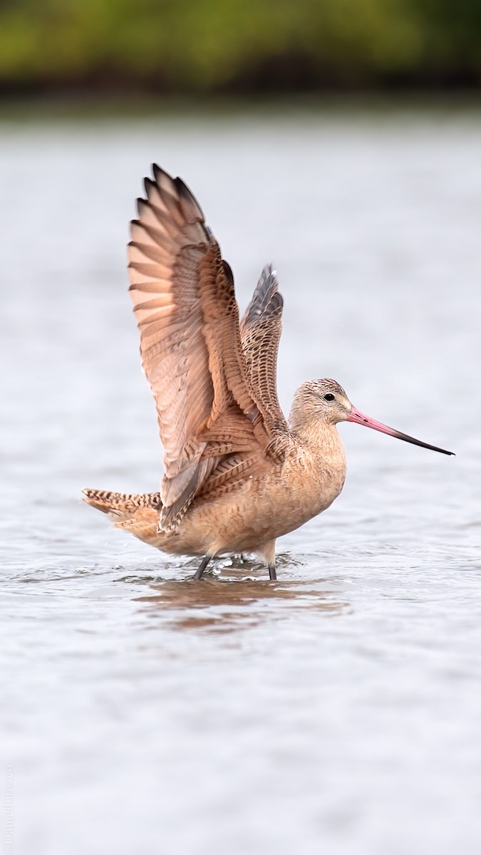 Marbled Godwit - ML611109763