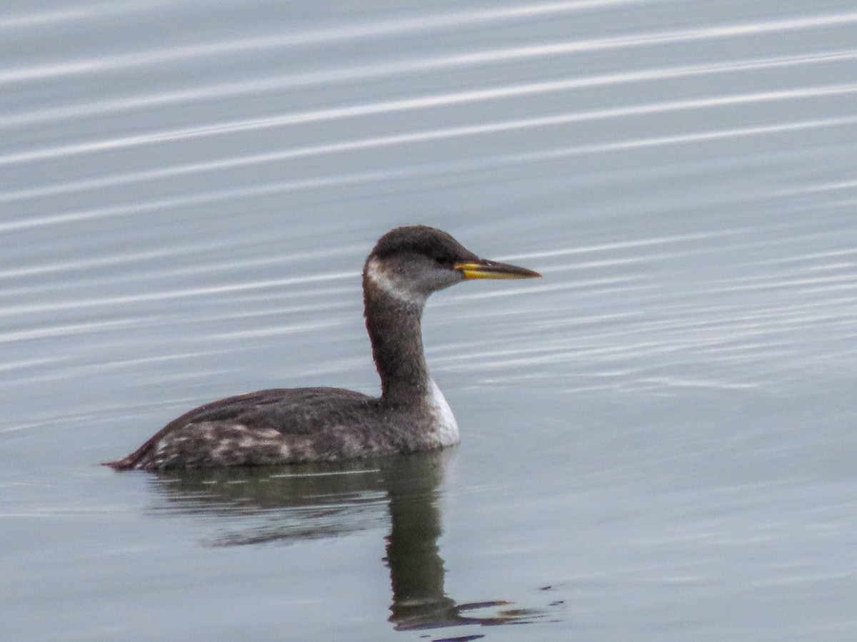 Red-necked Grebe - ML611109770