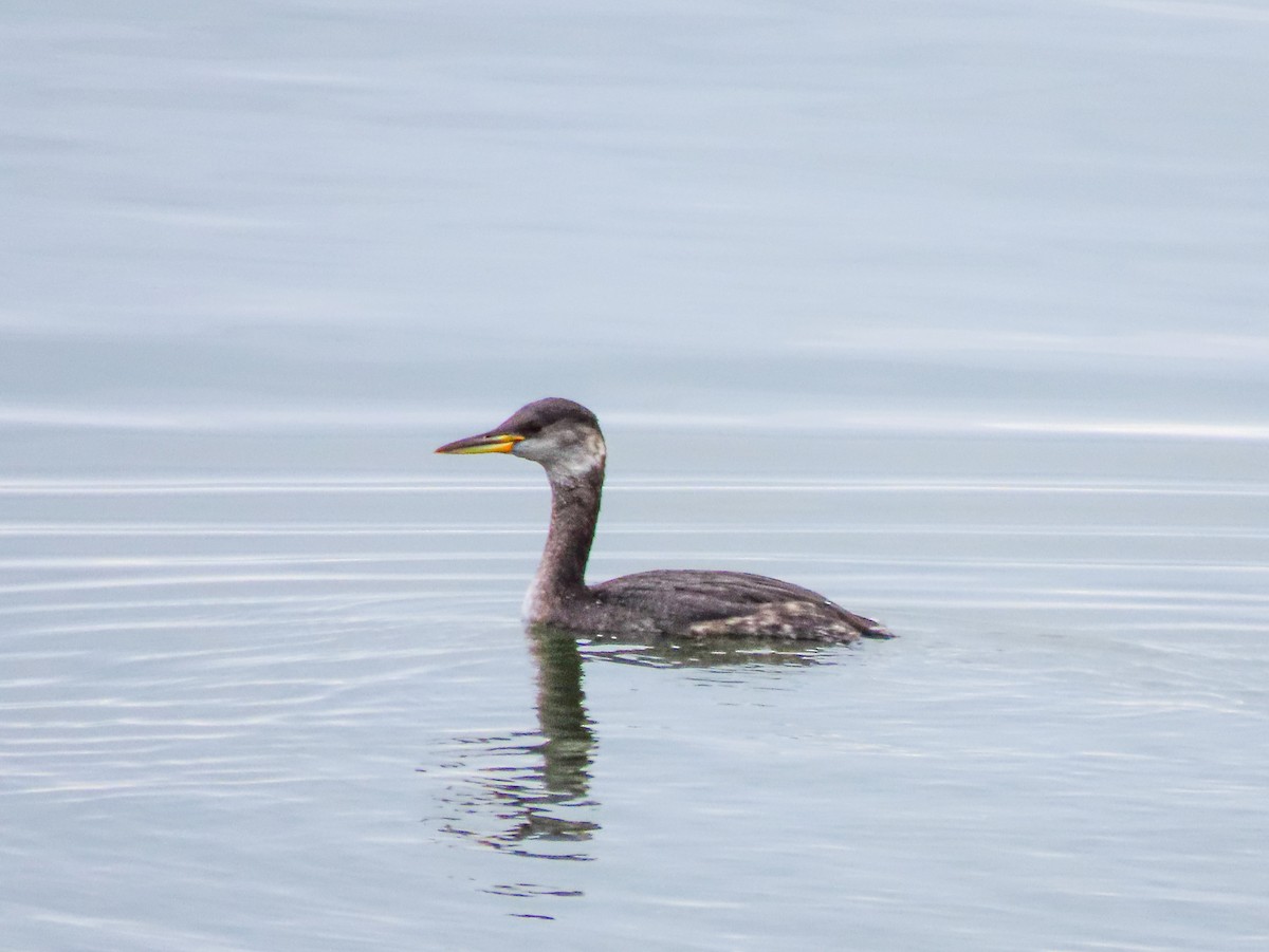 Red-necked Grebe - ML611109772
