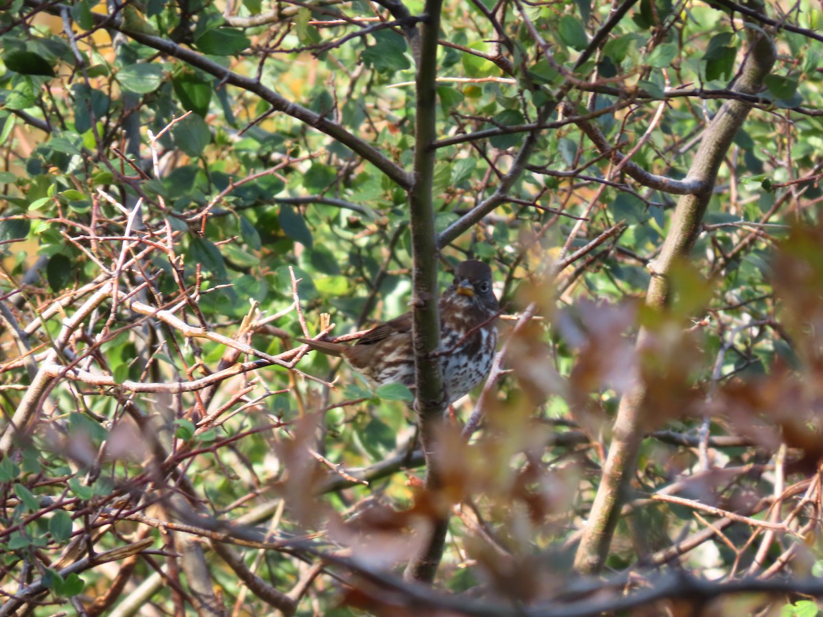 Fox Sparrow - ML611109775