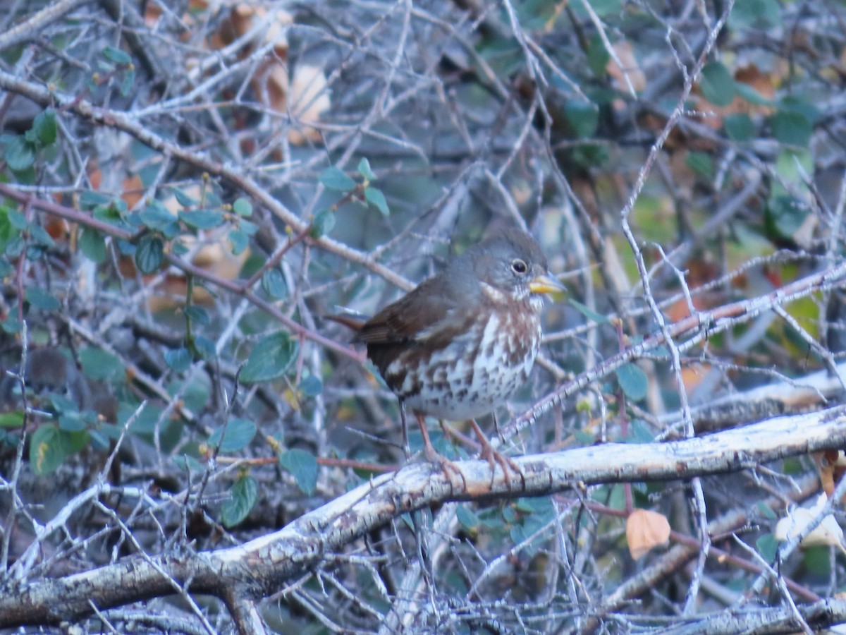 Fox Sparrow - ML611109779