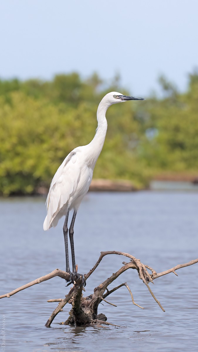 Rötelreiher - ML611109782