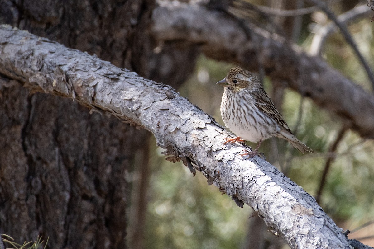 Cassin's Finch - Andrew Standfield