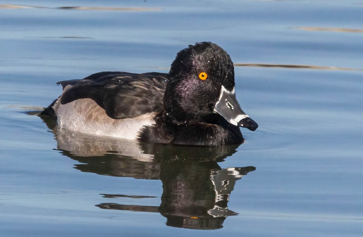 Ring-necked Duck - ML611109787