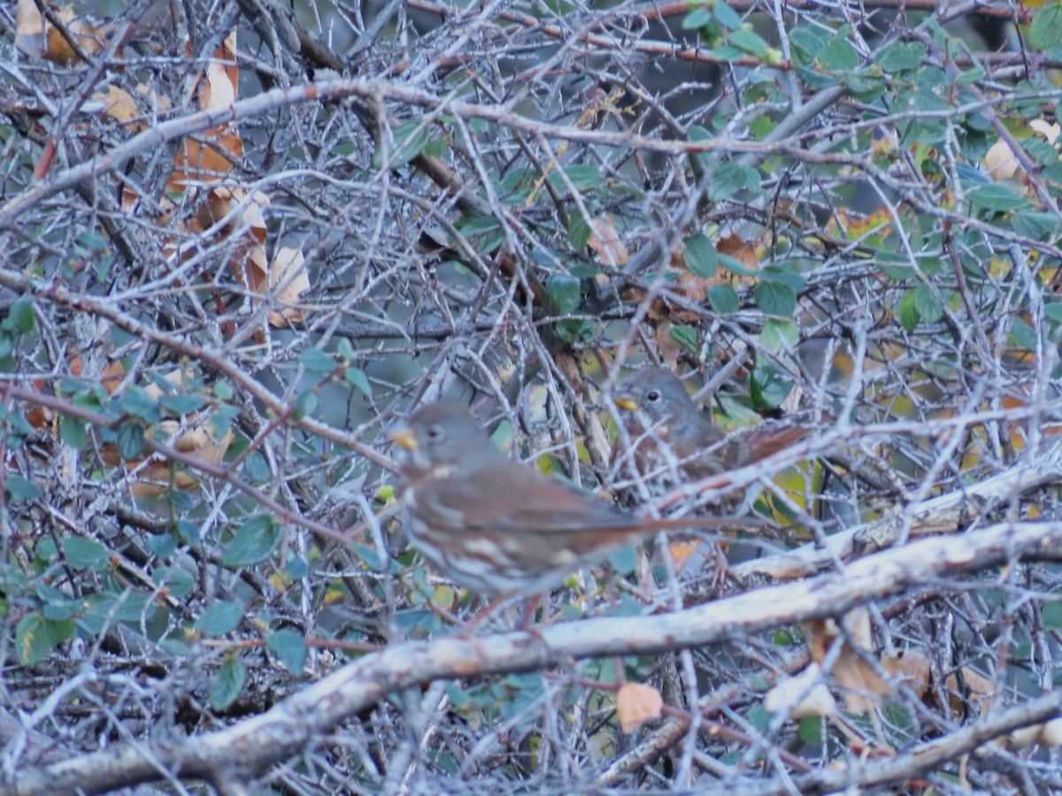Fox Sparrow - ML611109789