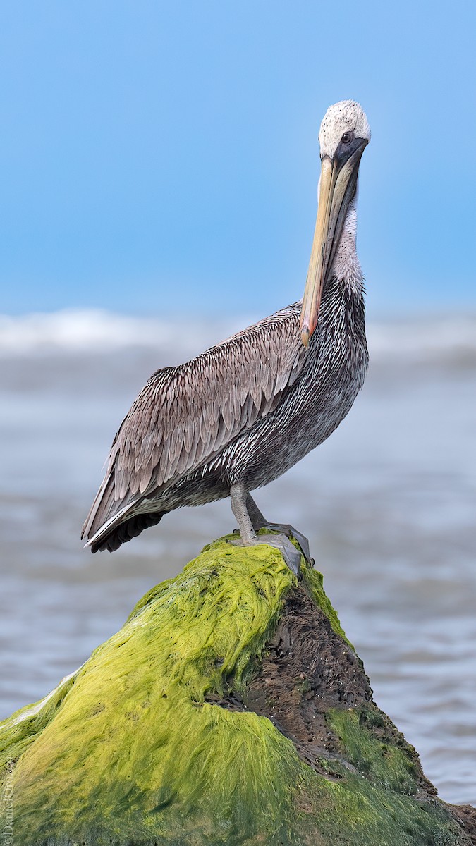 Braunpelikan - ML611109805