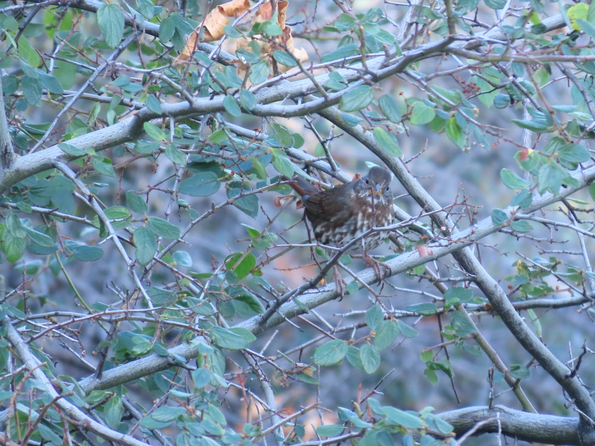 Fox Sparrow - ML611109825