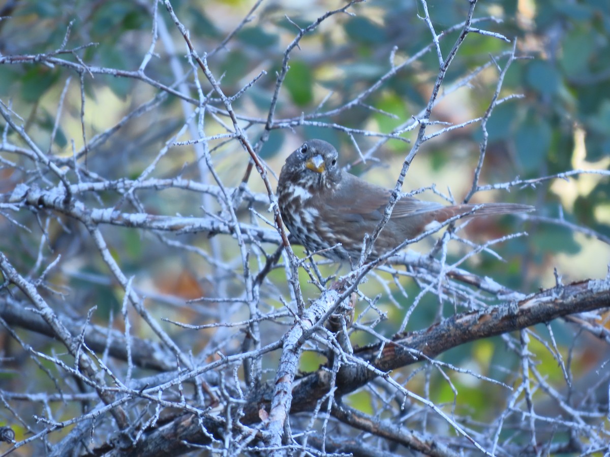 Fox Sparrow - ML611109828