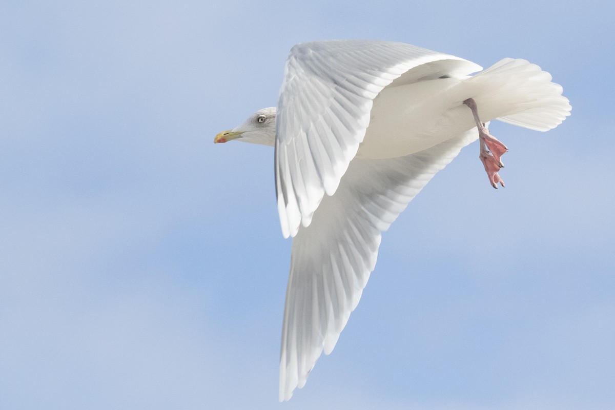 Iceland Gull (kumlieni) - ML611109930