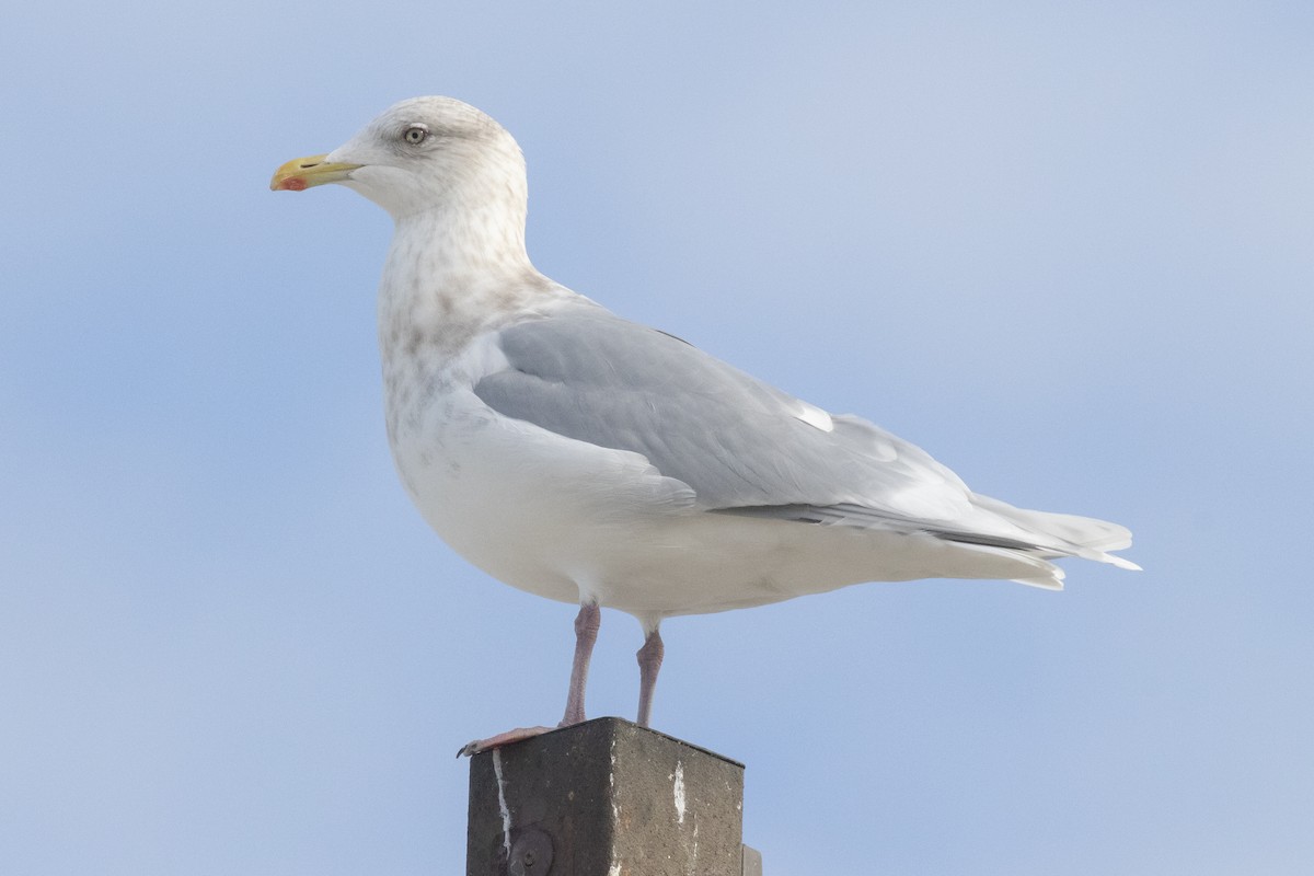 Iceland Gull (kumlieni) - ML611109931