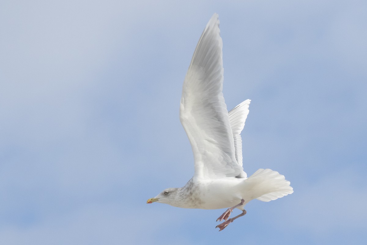 Iceland Gull (kumlieni) - ML611109933