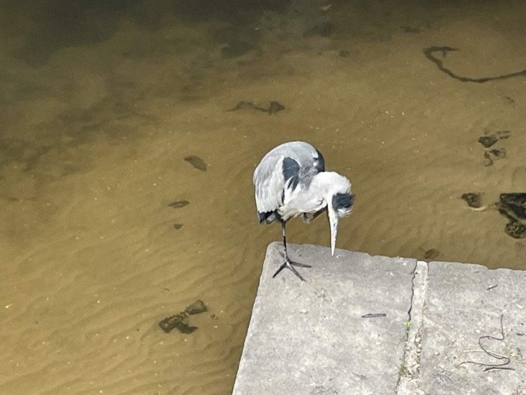 Gray Heron - ML611109971