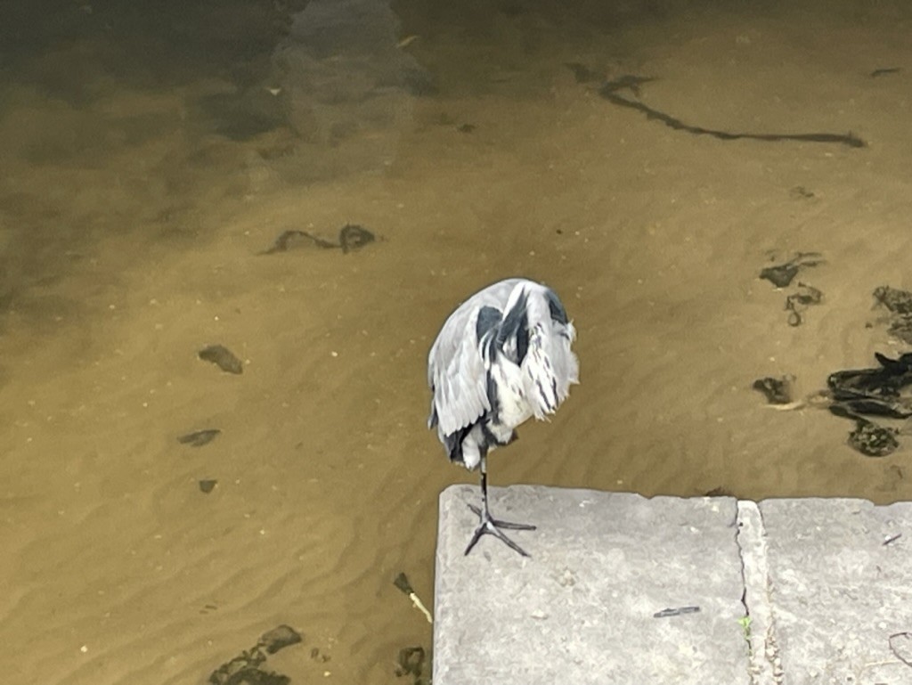 Gray Heron - ML611109972