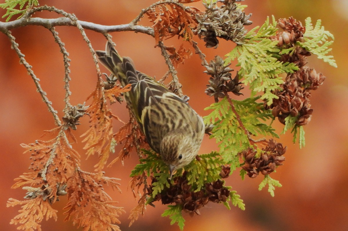 Pine Siskin - ML611109974