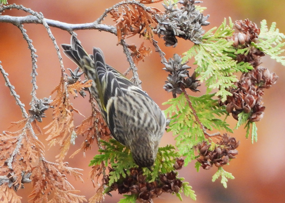 Pine Siskin - ML611110053