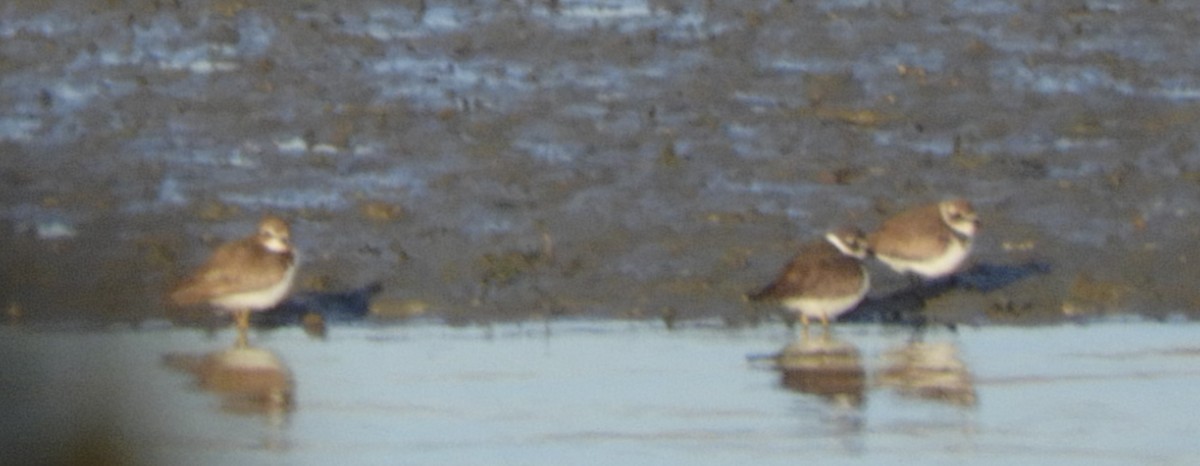 Semipalmated Plover - ML611110120