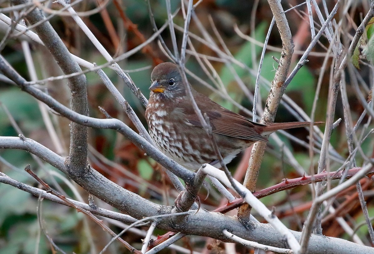 Fox Sparrow - ML611110152