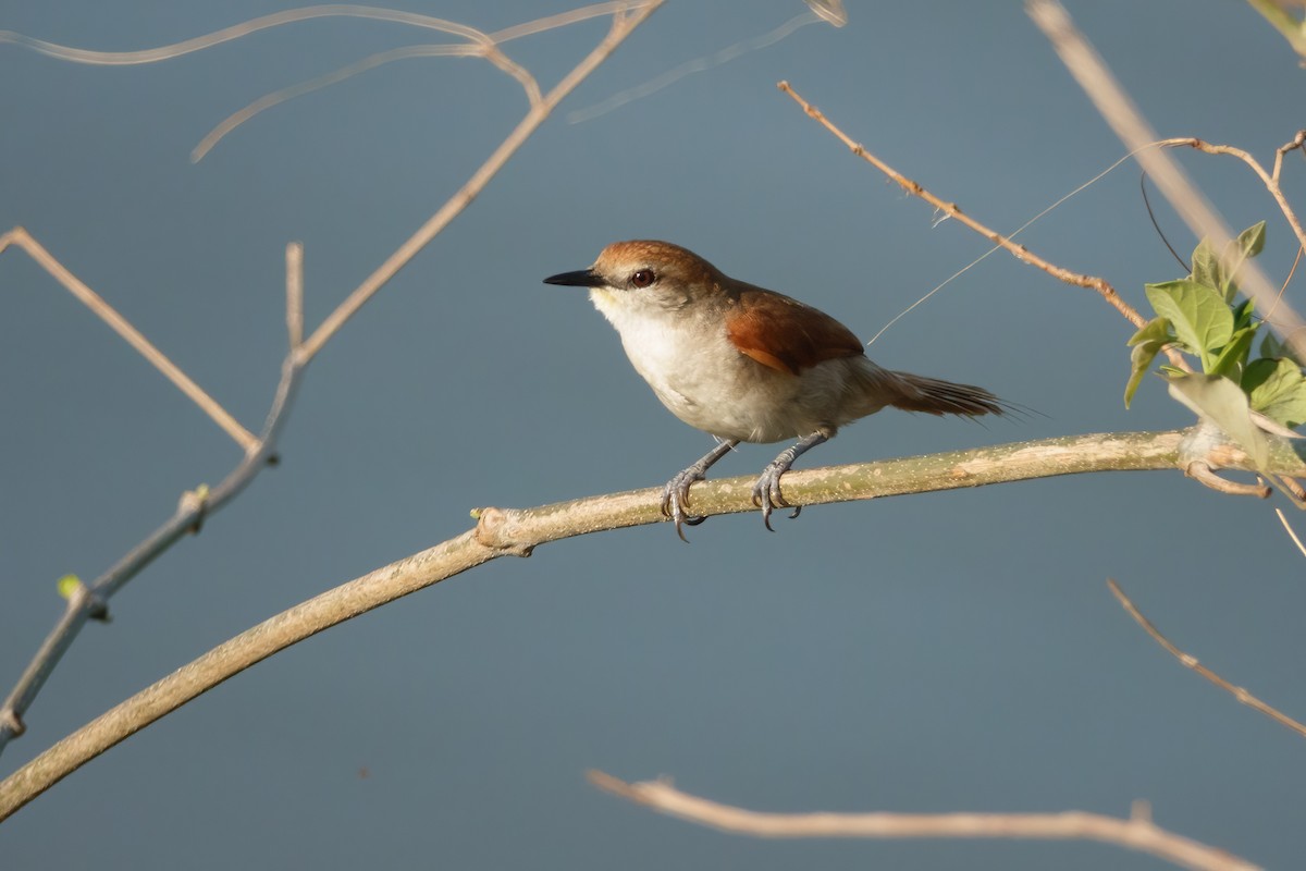 Yellow-chinned Spinetail - ML611110171