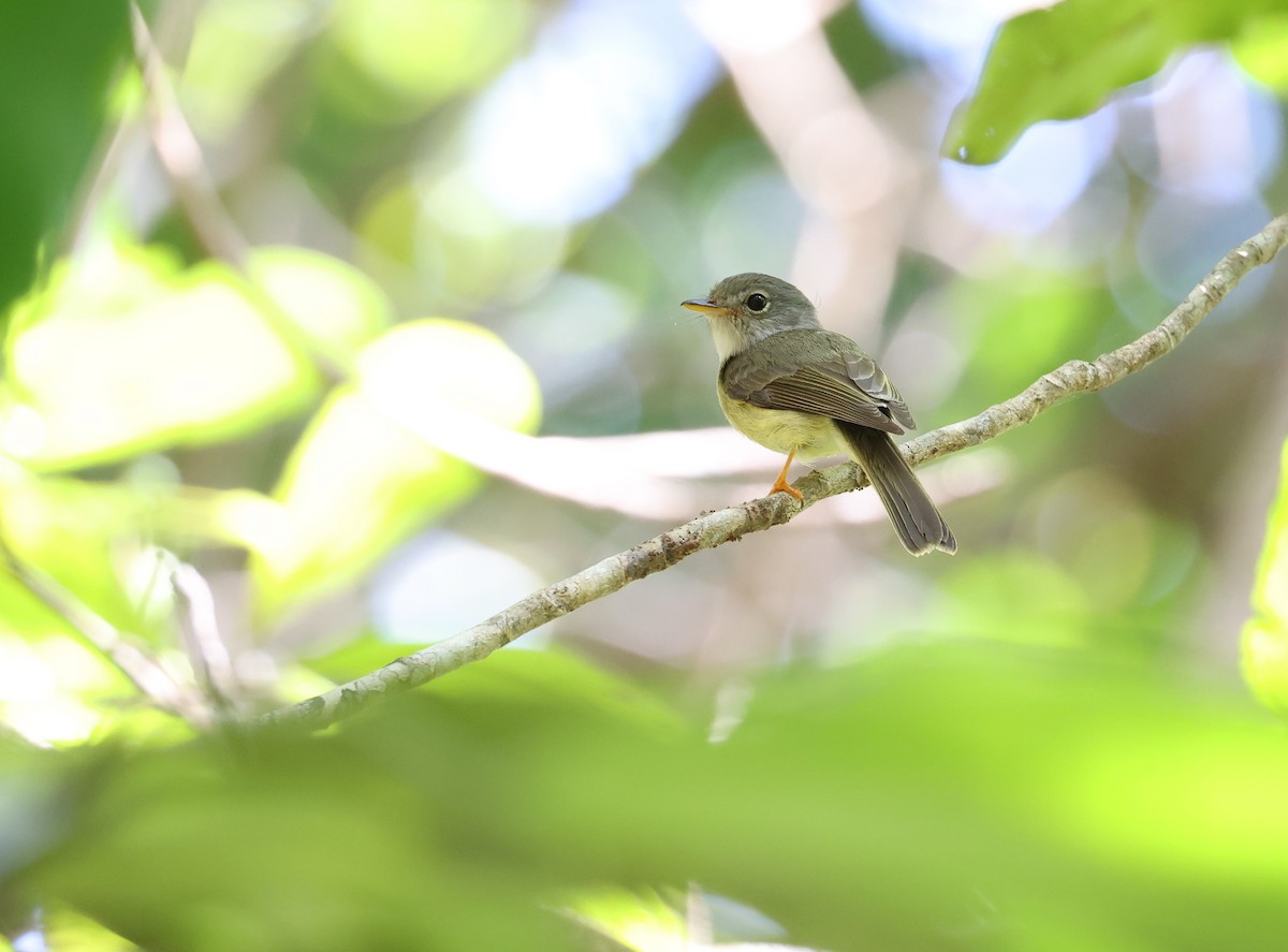 Yellow-legged Flyrobin - ML611110176