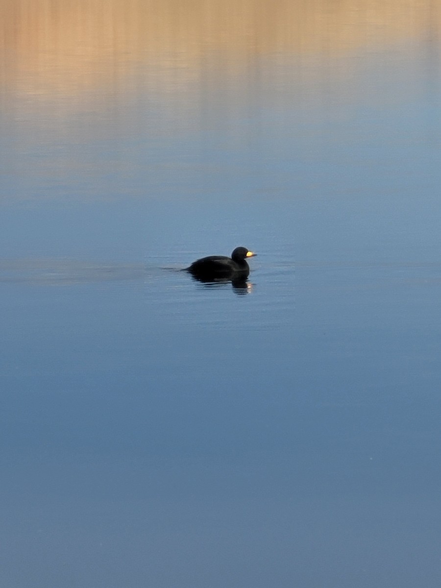 Black Scoter - ML611110196