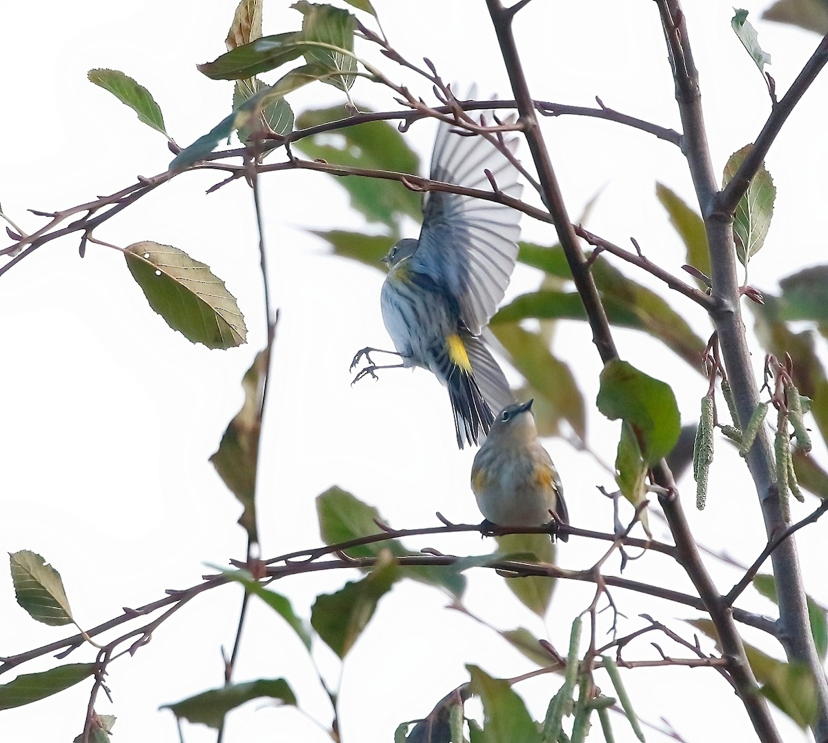 Yellow-rumped Warbler - ML611110216