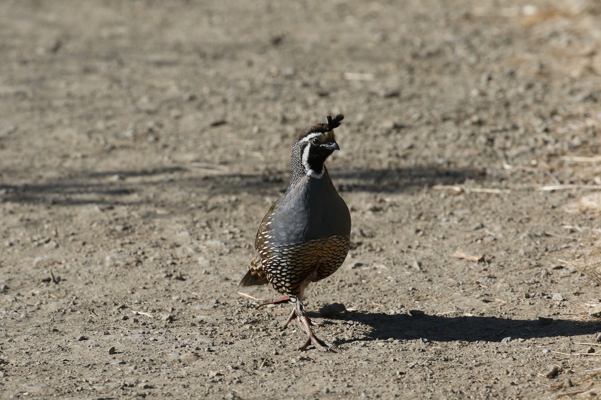 California Quail - ML611110303