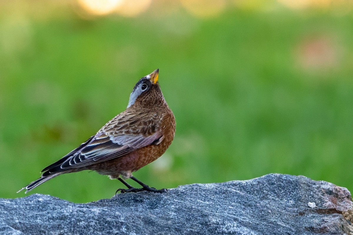 Gray-crowned Rosy-Finch - ML611110316