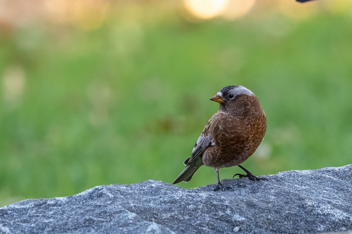 Gray-crowned Rosy-Finch - ML611110319