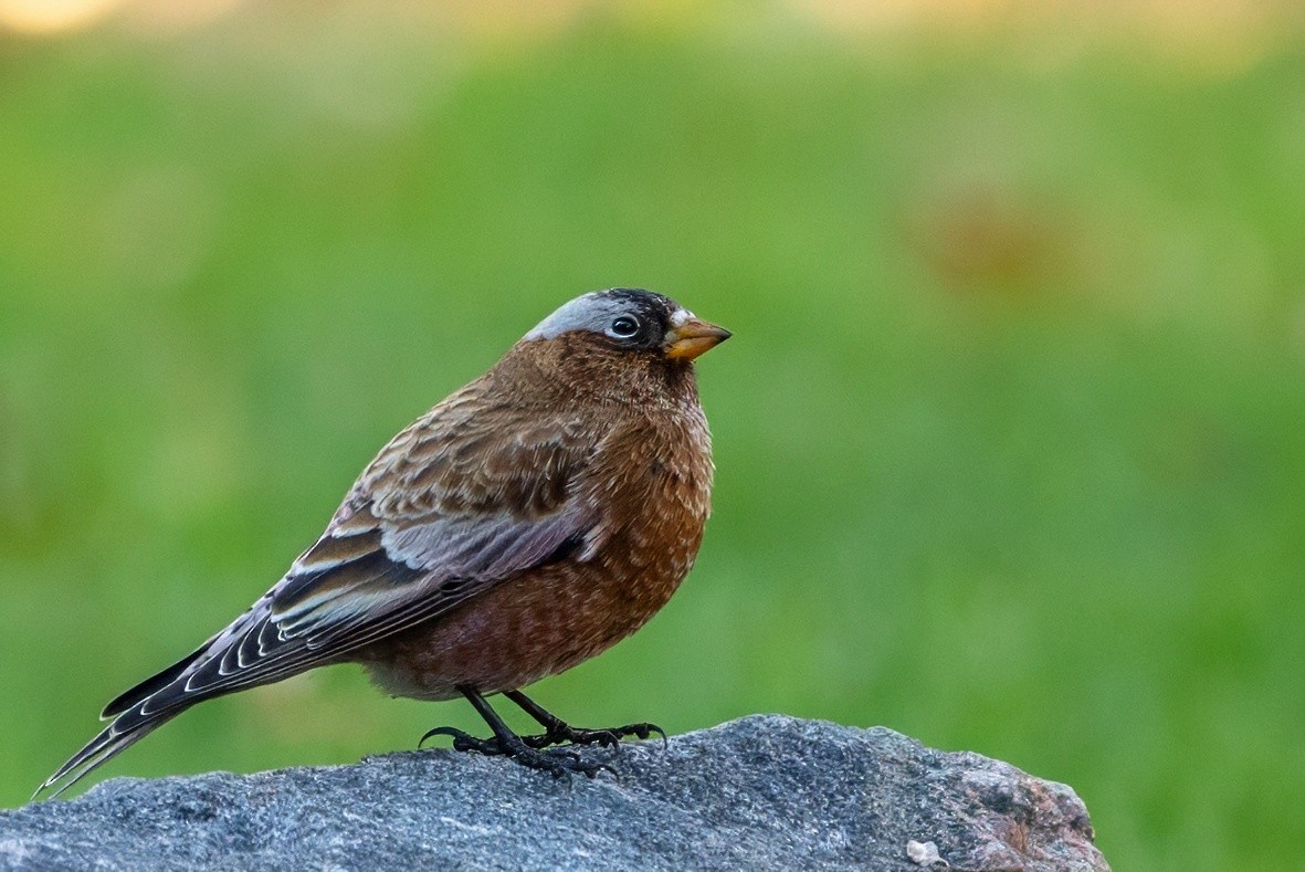 Gray-crowned Rosy-Finch - ML611110321