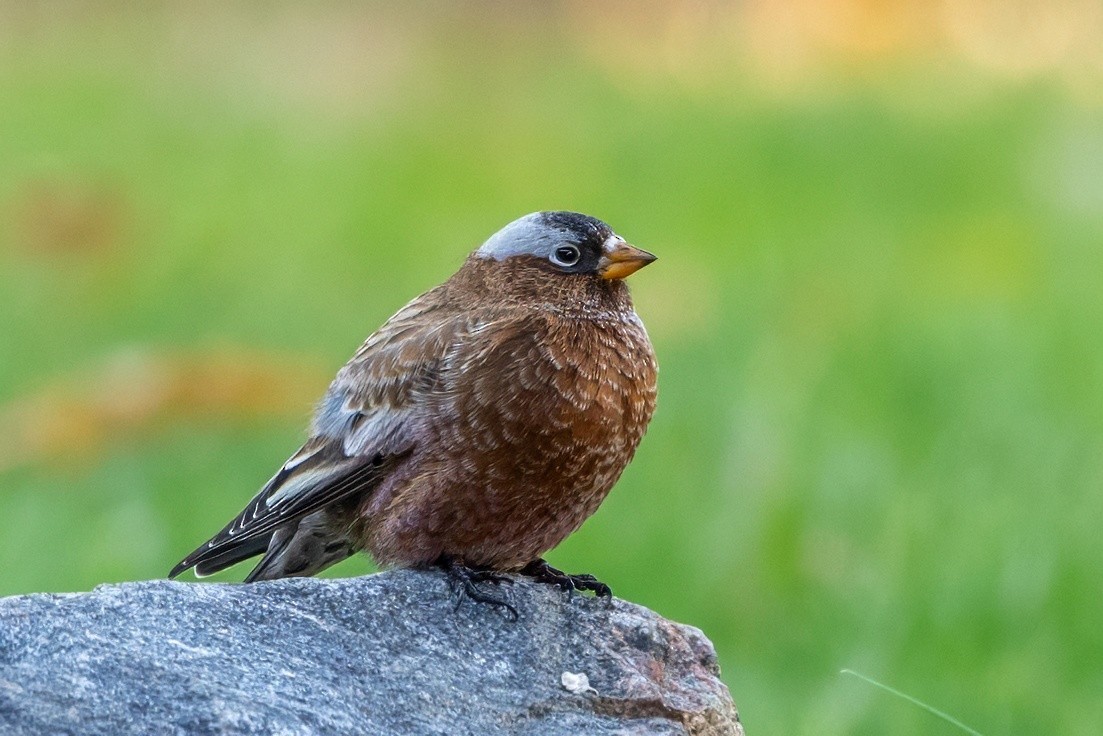 Gray-crowned Rosy-Finch - ML611110330