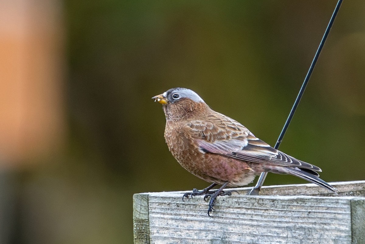 Gray-crowned Rosy-Finch - ML611110337