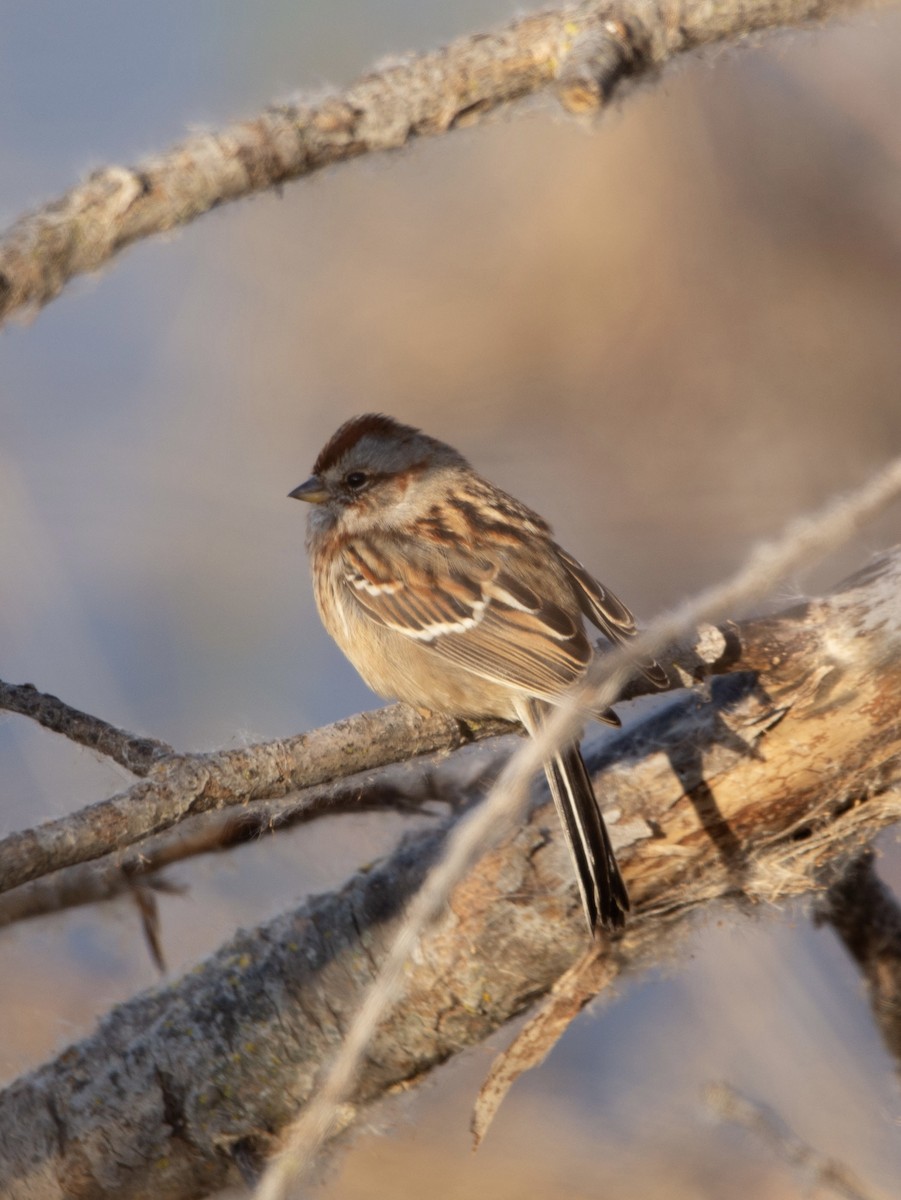 American Tree Sparrow - ML611110339