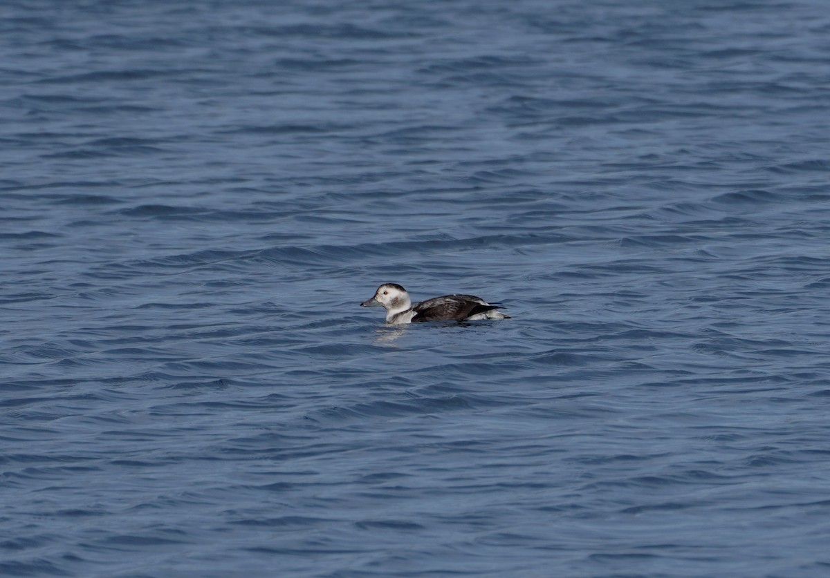 Long-tailed Duck - ML611110417