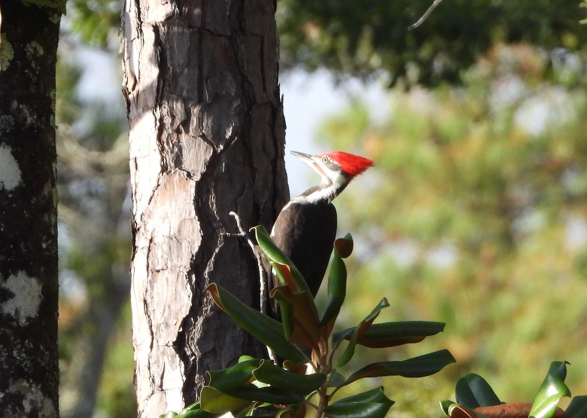 Pileated Woodpecker - Sherri Adkisson