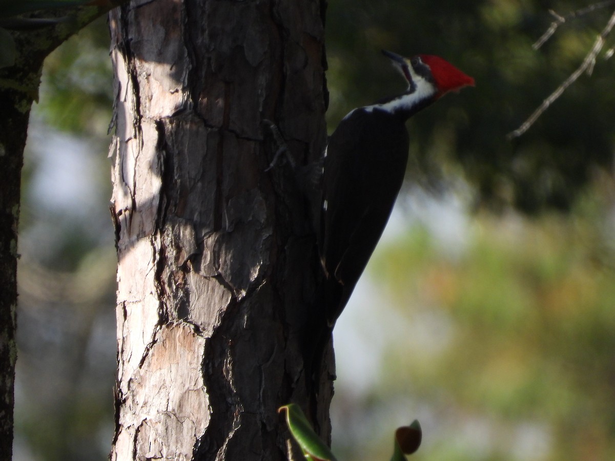 Pileated Woodpecker - Sherri Adkisson