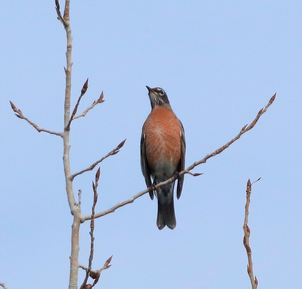 American Robin - ML611110508