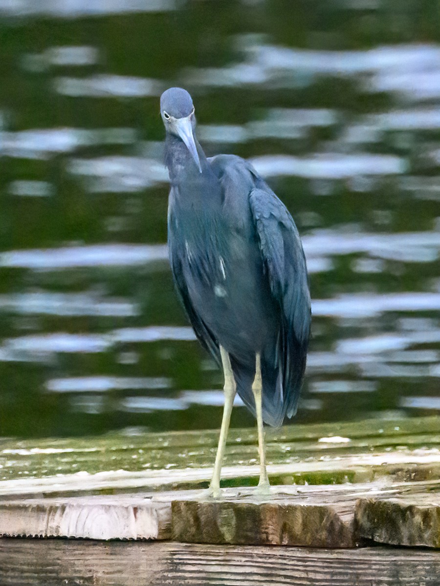 Little Blue Heron - ML611110550